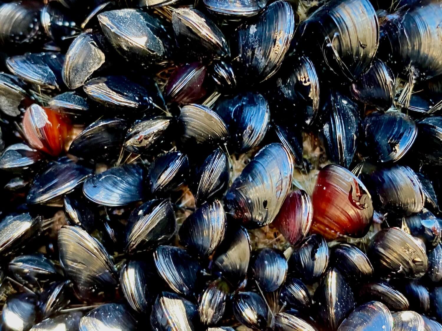 Black mussels with shiny texture around the shells cling to the rocks near Ruby Beach, on the Washignton Coast.