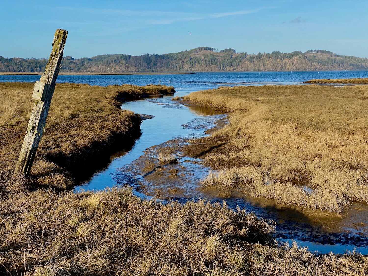 The estuary area in the grass fields in front of the Tokeland Hotel, on the Washignton Coast. There is a post with a small bird house box and a slough of water leads out to a larger blue bay. The hills in the distance have been partly logged and the sky is blue.