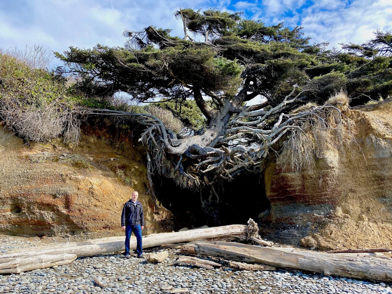 The tree of life straddles two sides of a beach side ravine with a cave like opening underneath. This part of the Washignton Coast has sand and drift logs and the sky a mix of blue and clouds. Matthew Kessi stands near the entrance to the cave area under the massive roots of the tree, struggling to keep alive.