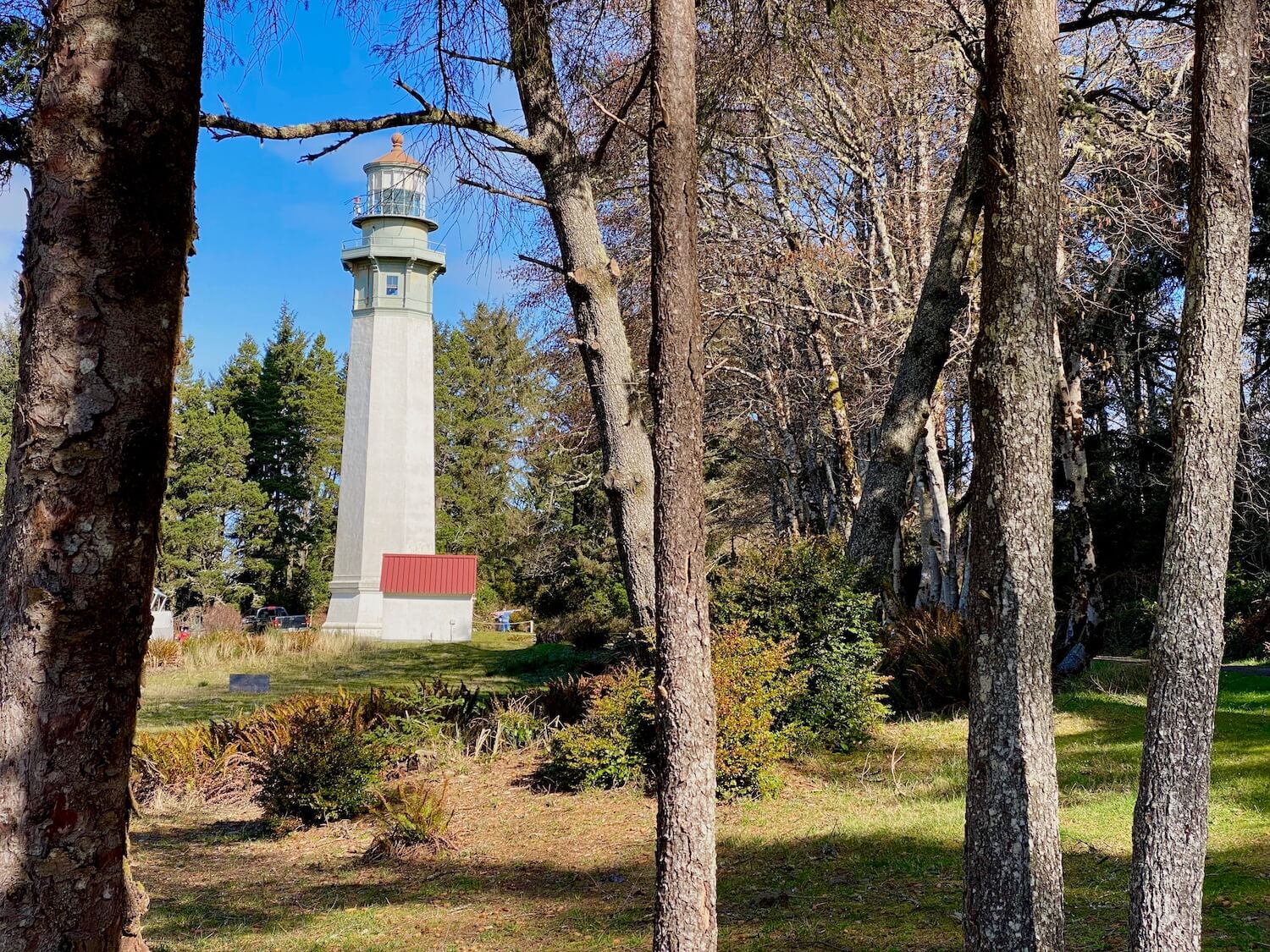 Westport lighthouse rises up just above the tree line of coastal cypress trees. The main column of the tower is stone white with a green top area housing the light and a red roof. The sky is blue in the surrounding forest has green grass. This is the highest lighthouse on the Washignton Coast.
