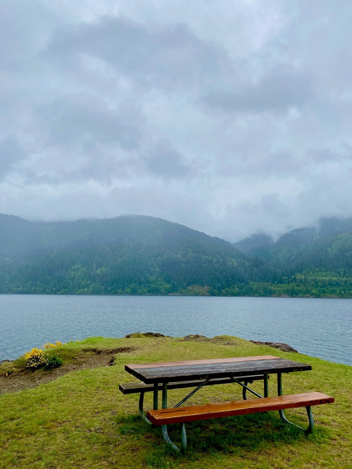 The lakes formed by reservoirs along the Lewis River provide plenty of locations for water recreation, including this park bench made from wood and metal that sits right on the edge of the water bank and on top of short green park grass.  There are small yellow flowers in bunches and the mist is rising from the dense fir forest on the other side of the lake.  