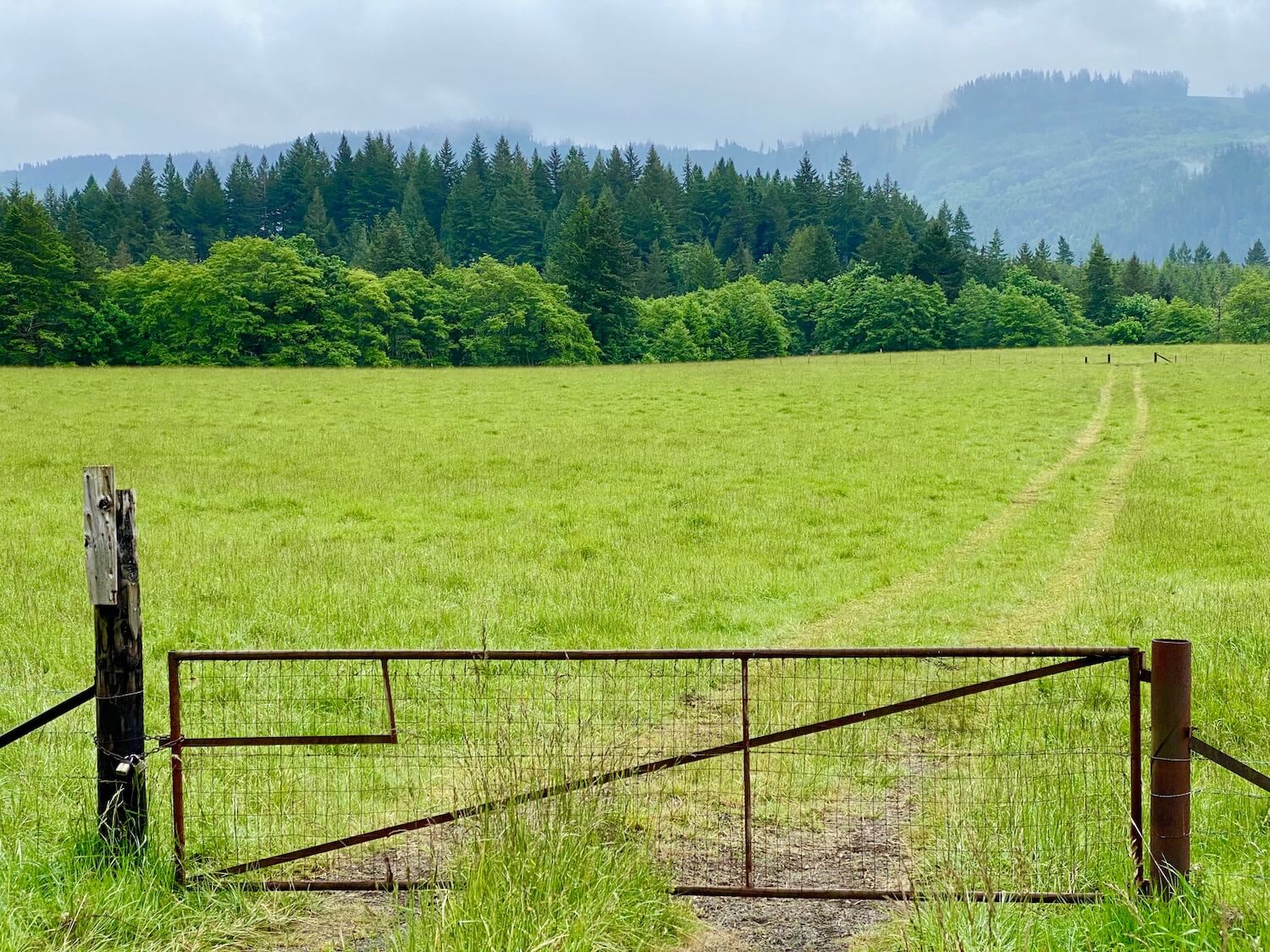 Driving along highway 503 on a visit to Mount St. Helens offers variations in scenery, including this open farm meadow of bright green grass with a farm road matted into the field leading to another gate near a thick forest of maples and fir trees. 