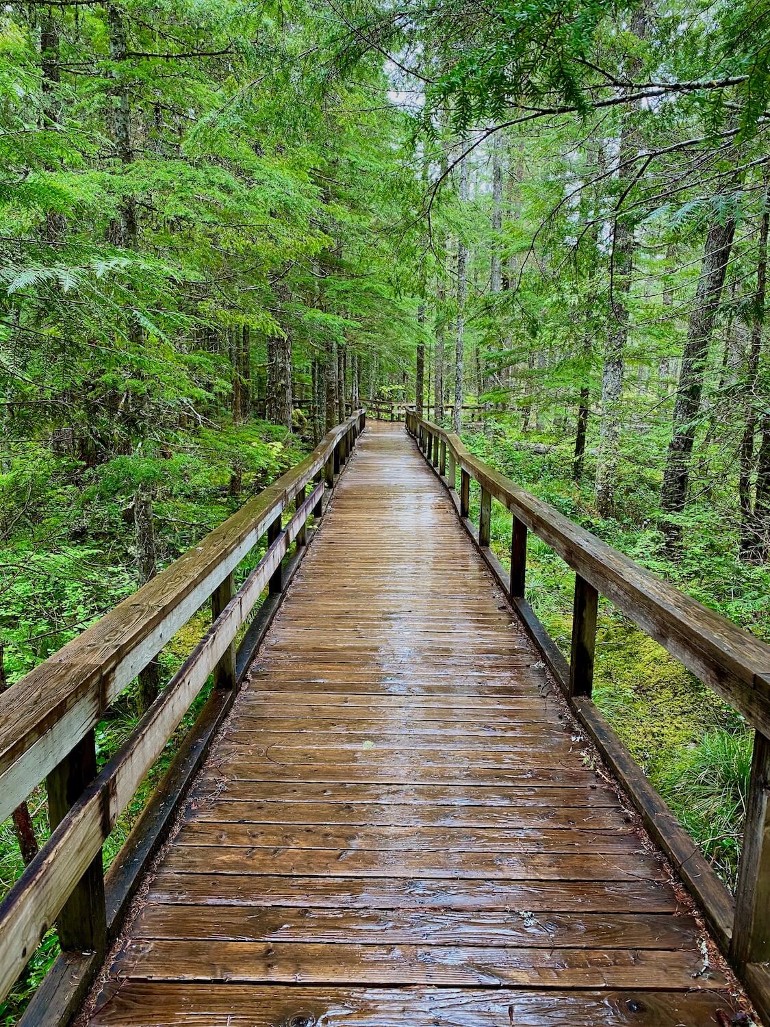 The trail of two forests is a must for a visit to Mount St. Helens.  Here, the wood boardwalk hovers above a lava covered forest with new moss and other vegetation growing on top amongst fir trees in the forest.  The wood is shiny from recent rain water.  
