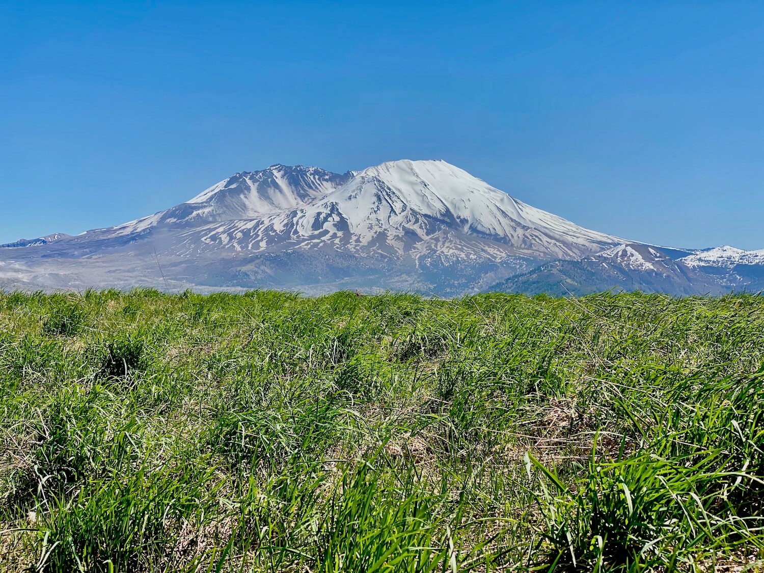 View of Mt. St. Helens on a blue sky sunny day from the Spirit Lake Memorial Highway. The grass is growing up bright green on a hillside the looks toward the snow-covered mountain with gray veins of rocky surfaces leading to largest areas of gray ashy ground. The sky is bright blue.