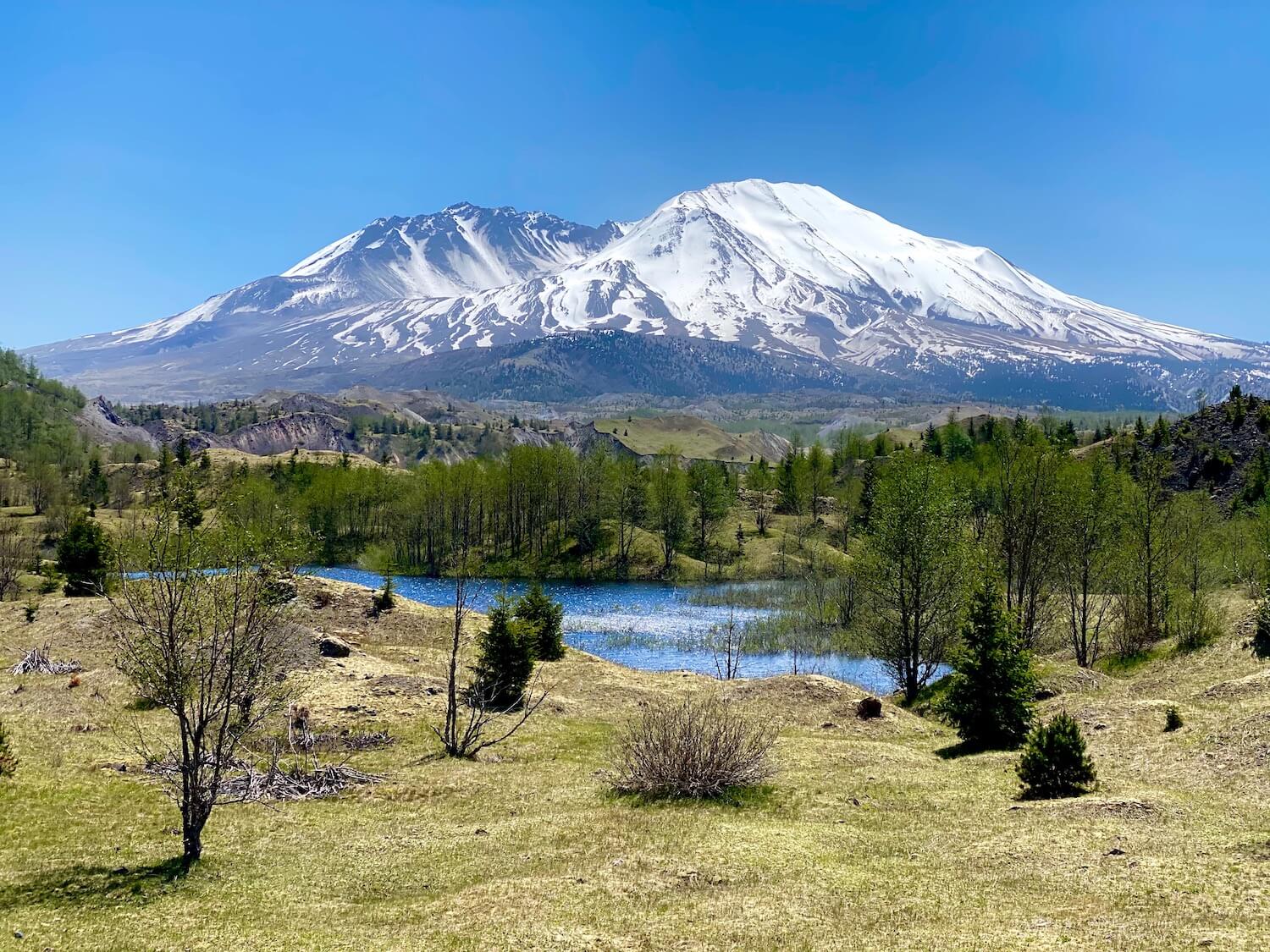 A view of Mt. St. Helens from the Hummocks hiking trail leading to the Loowit Viewpoint. The mountain is covered with white snow which pops against the blue sky in the background. The foreground is a blue lake surrounded by alder trees with fresh springtime green leaves and low mossy ground cover everywhere else.