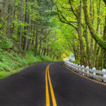 A wooded section of the historic Columbia River Highway which winds along the gorge in Oregon. This pavement road has a double yellow line in the center and the signature white painted wood guardrails from the 1920's add a bit of nostalgia to the scene.