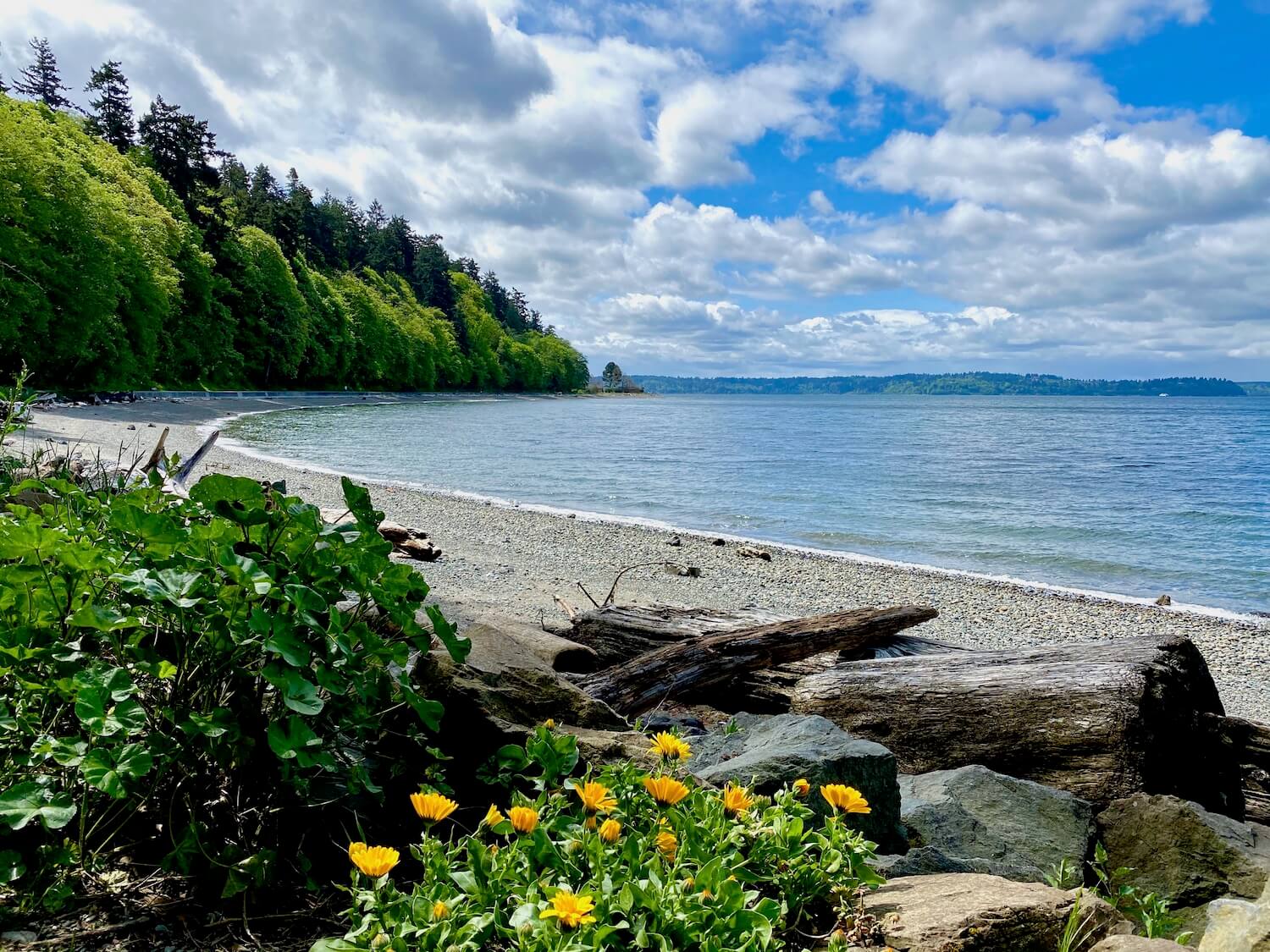 A great thing to do in West Seattle is walk along the North Beach Trail of Lincoln Park. Here the half-moon shaped beach is made up a gravely pebbles and driftwood piled up closer to some greenery and orange flowers. The maples in the distance are just pushing out their lime green leaves for spring and the grayish blue water is calm below partly cloudy skies.