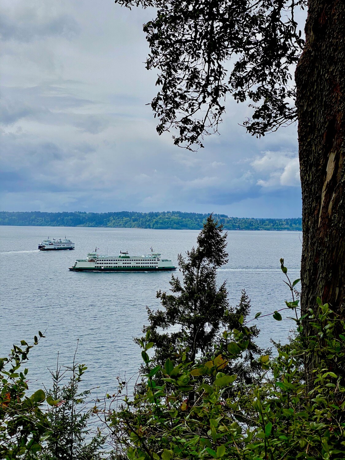 View from the bluff trail at Lincoln Park in West Seattle. Two ferries pass each other in the distant Puget Sound and Vashon Island can be seen in the distance.
