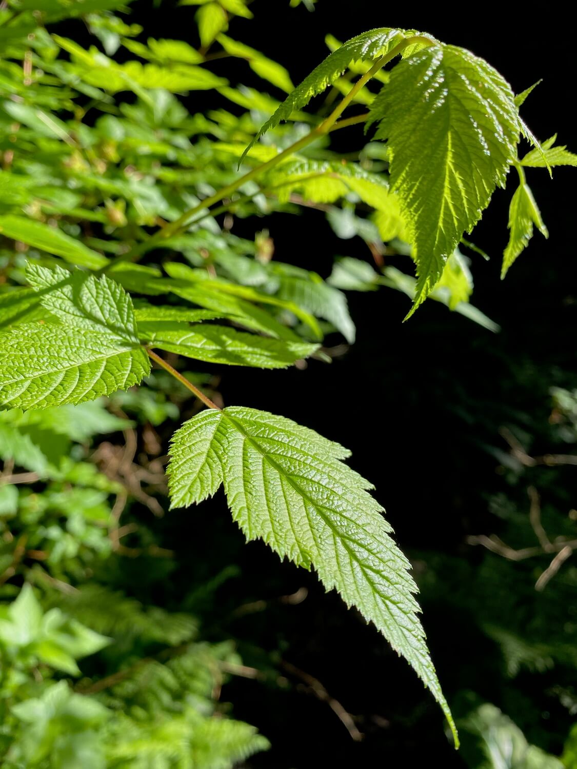 A branch of red current coming to life with delicate green leaves. The veins on the leaves are very intricate and distinct and the dark background of the deep forest adds contrast.