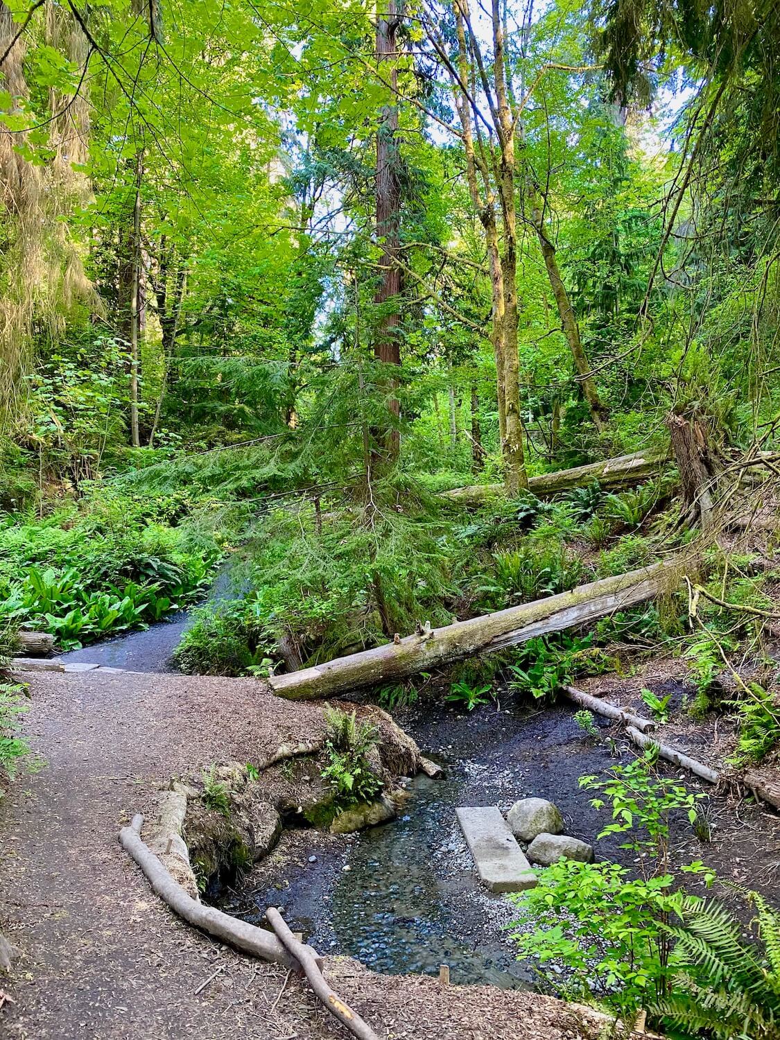 A small creek winds through the valley of Schmitz Preserve in West Seattle. There are ferns and pieces of wood in the foreground while fallen trees and a broad canopy of fresh green leaves encompass this spring forest scene.