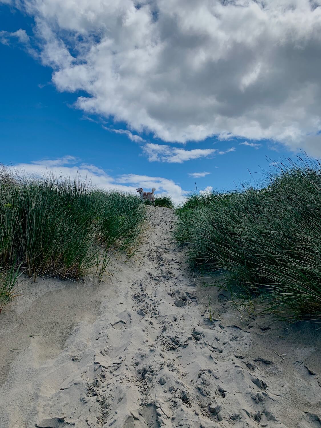 Bayocean is a peaceful spit of land between the Pacific Ocean and Tillamook Bay. The coastal colors are alive with bright green sea grasses, fine gray sand and blue sky with puffy white clouds. A dog is peeking from the grass.