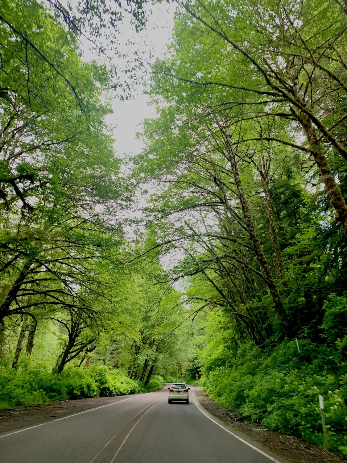 Highway 6 winds from Portland Oregon to Tillamook and large alder and maple trees rise high above the gray pavement while a white car drives ahead.