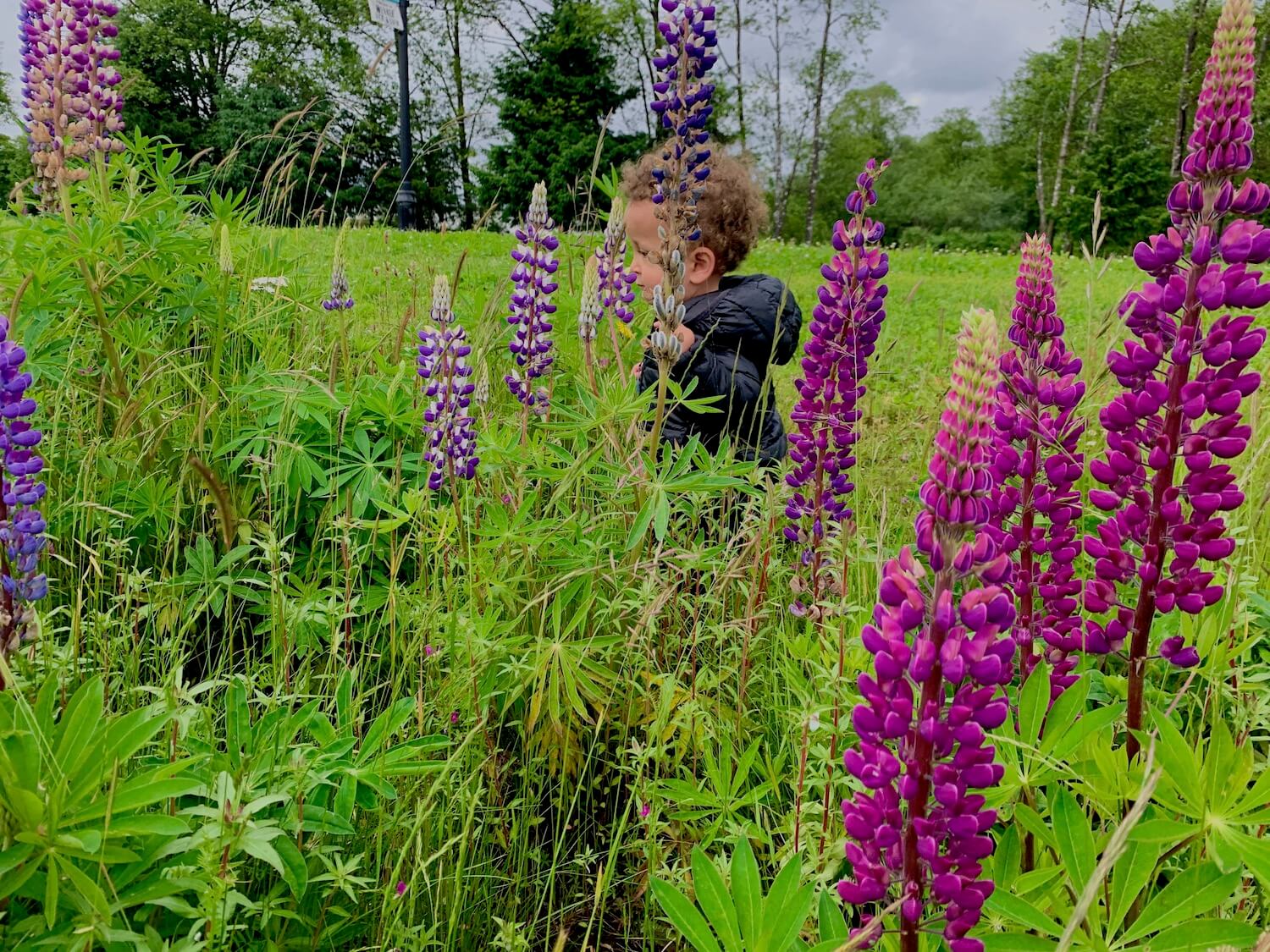 A small child with brown curly hair and a black coat frolics in a field of purple lupine rising up from the richly colored green grass. This is part of the Hoquarten Interpretive Trail in Tillamook, Oregon.