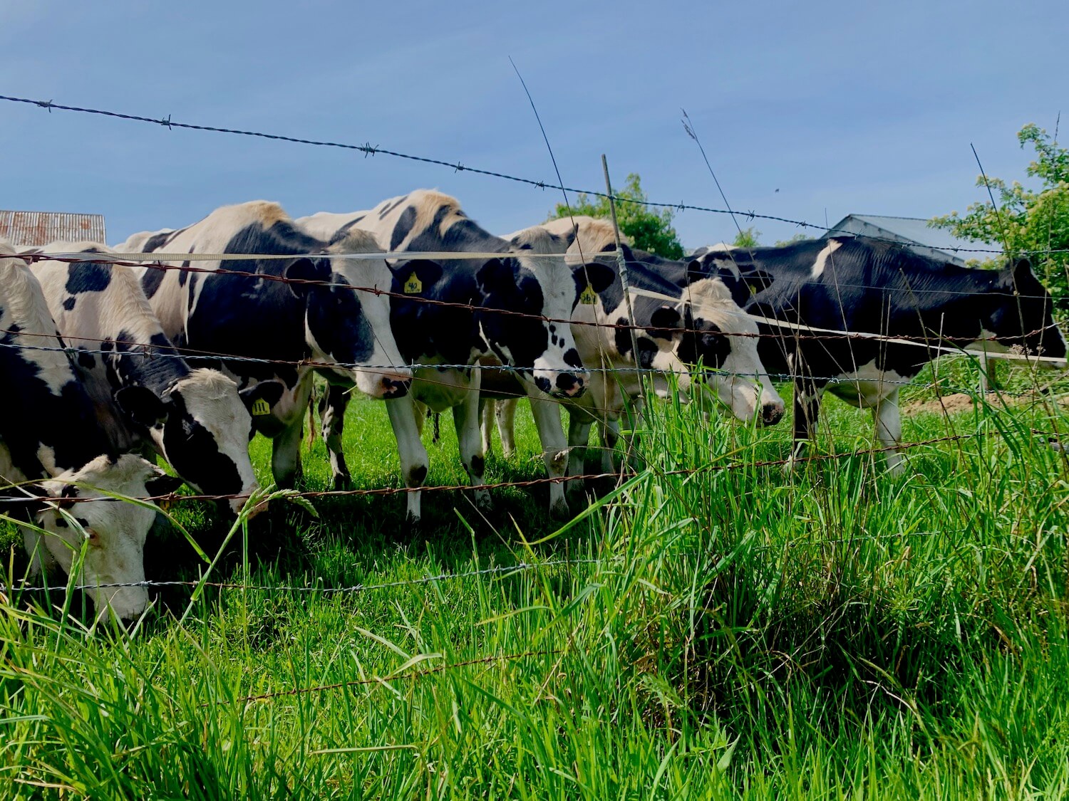 Cows are everywhere in Tillamook, Oregon. These holsteins are black and white with yellow ear tags. They are behind a barbed wire fence and surrounded by lush green blades of grass. The sky is blue in the background.