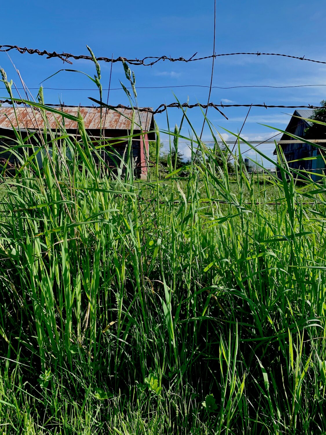 The farms around Tillamook Oregon have lots of green grass, as shown in the photo against a barb wire fence with a red barn in the background and blue sky above.