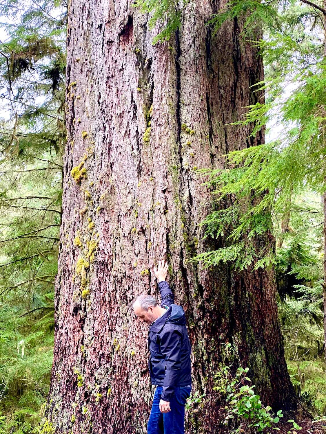 Matthew Kessi stands next to an old growth Douglas fir tree. He places his hand against the rough bark as if to check for a pulse and he looks down to the forest ground.