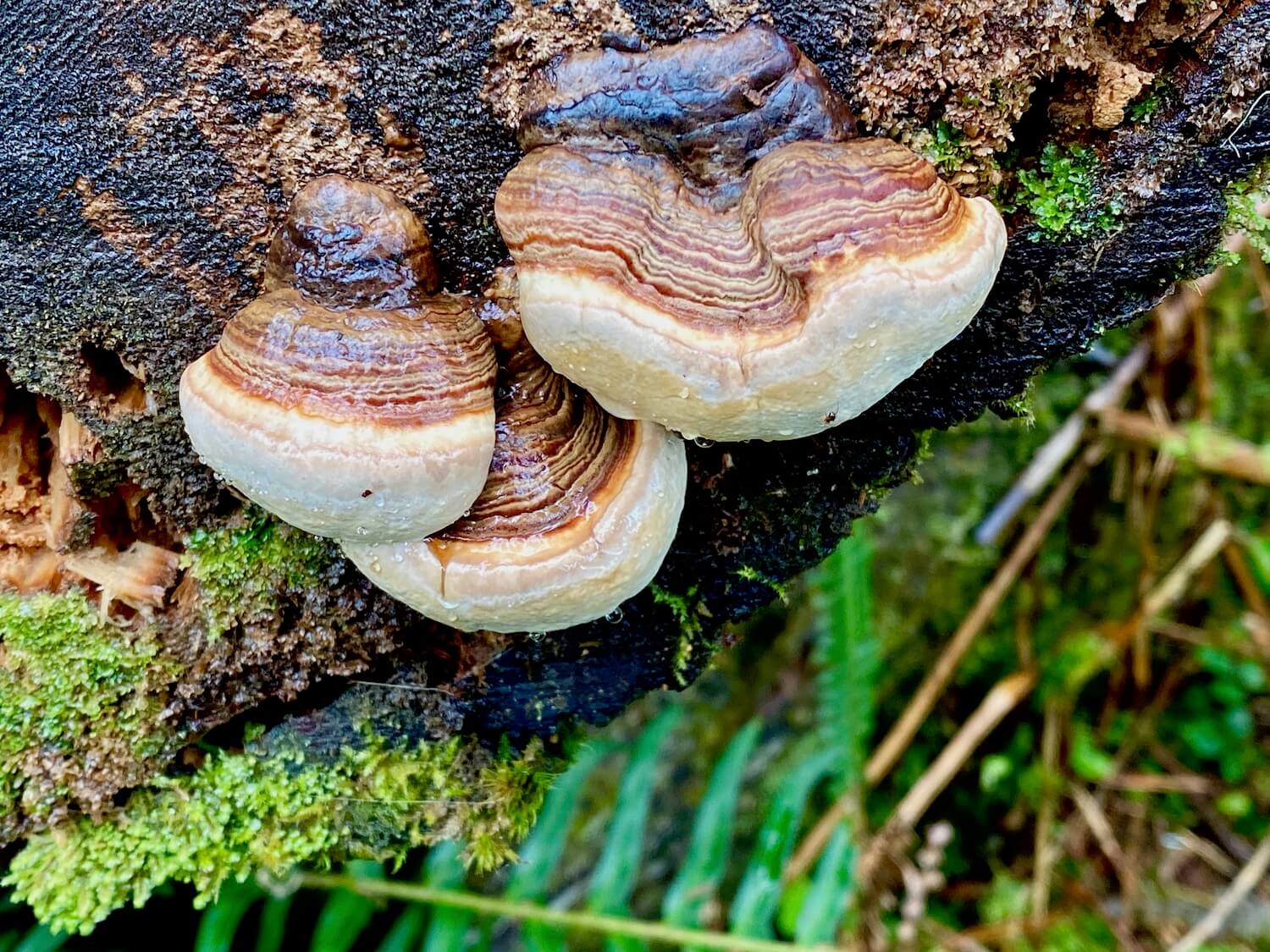 Mushrooms bloom on a dead piece of timber propped up against a tree stump on the forest floor. Fern fronds and other lime green mosses creep into the photo.
