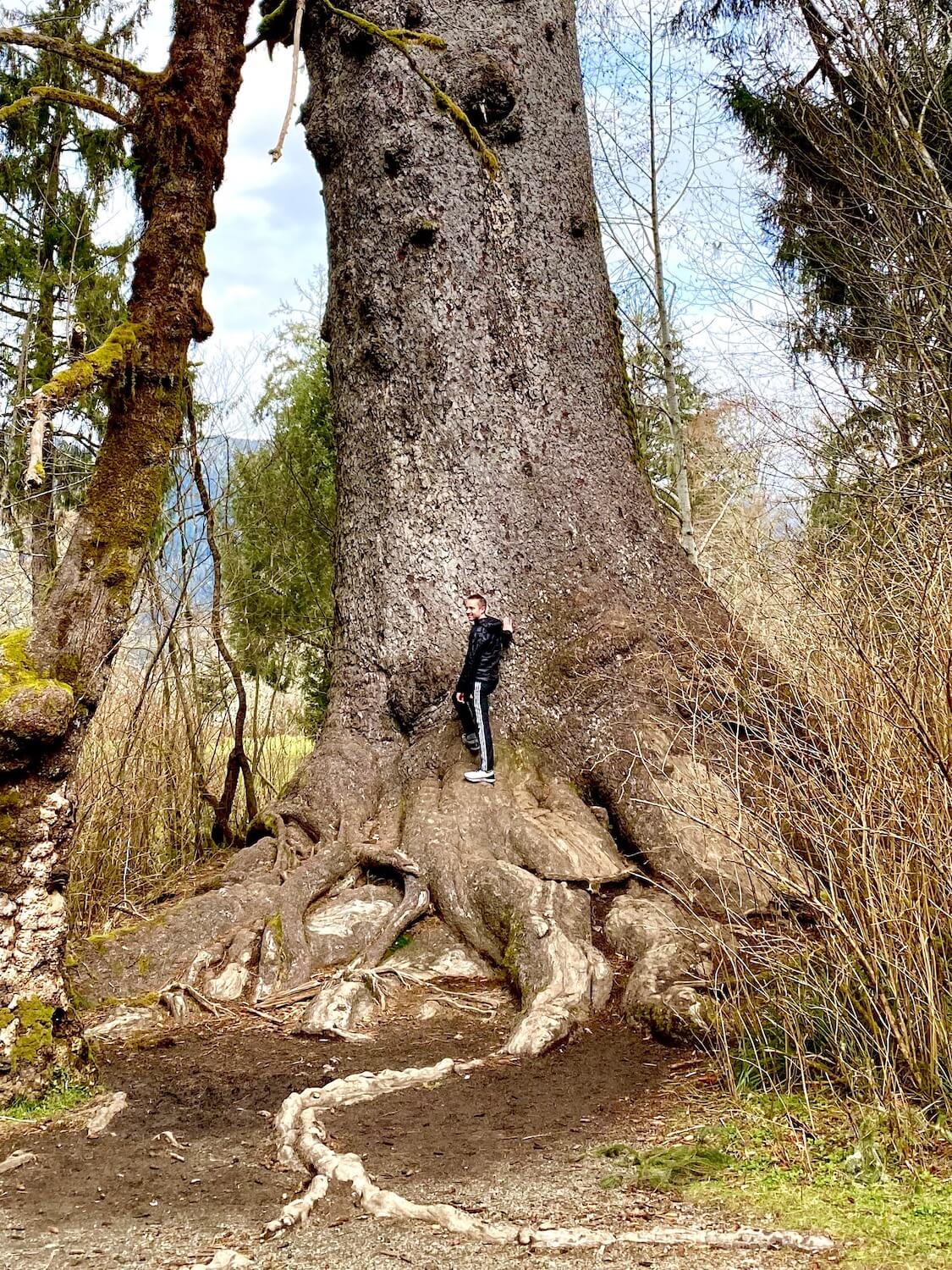 A man stands on the root base of the largest Sitka Spruce tree in the world. He is dwarfed by the massive size of the tree, with winding roots and textures bark.