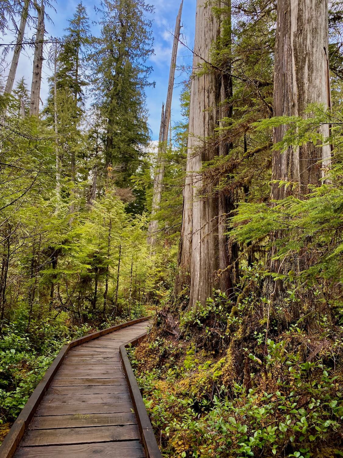 A boardwalk path forges straight ahead and turns right in a dense green old growth forest near Lake Quinault in the Olympic National Park. There are many different textures of green plants and moss in all directions.