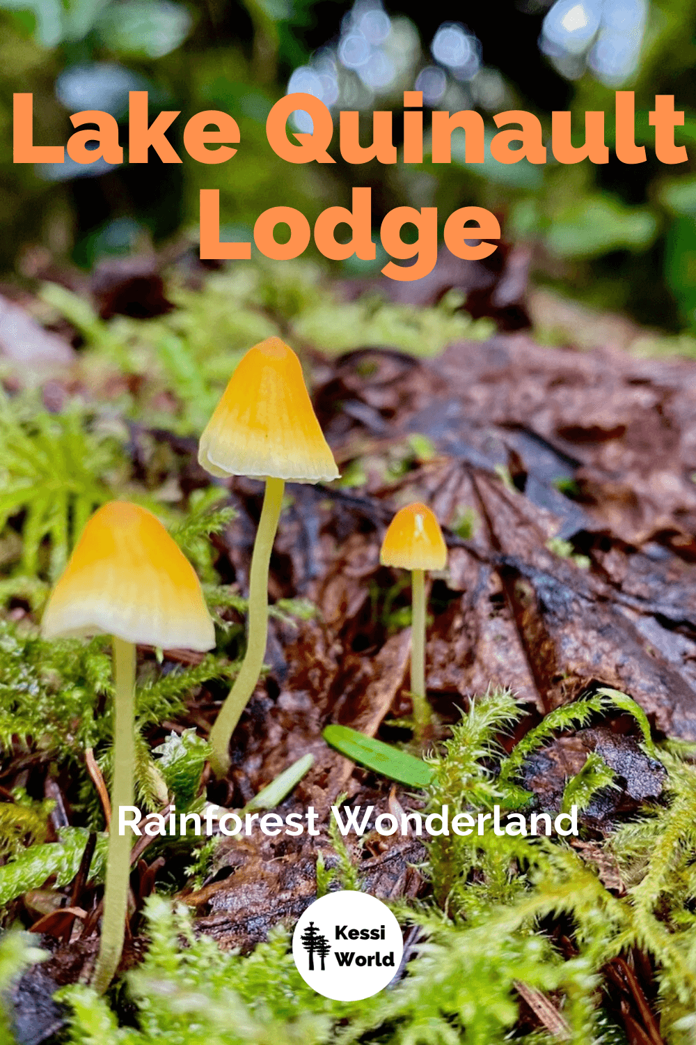 This is an up close view of three delicate mushrooms with orange caps. They are popping up from a leaf and moss covered wood branch imbedded on the forest floor.