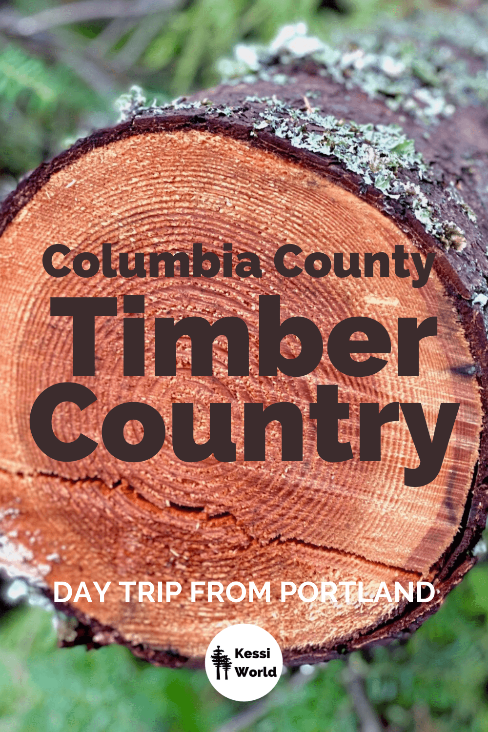 This is an orange cross section of a Douglas fir log that has been freshly sawed through. The rings exposing the age of the tree are showing and patches of aqua colored moss cling onto the outer bark of the mid-size tree.  Timber is prevalent everywhere on this Columbia Country day trip itinerary to Vernonia Scappoose and Sauvie Island. 