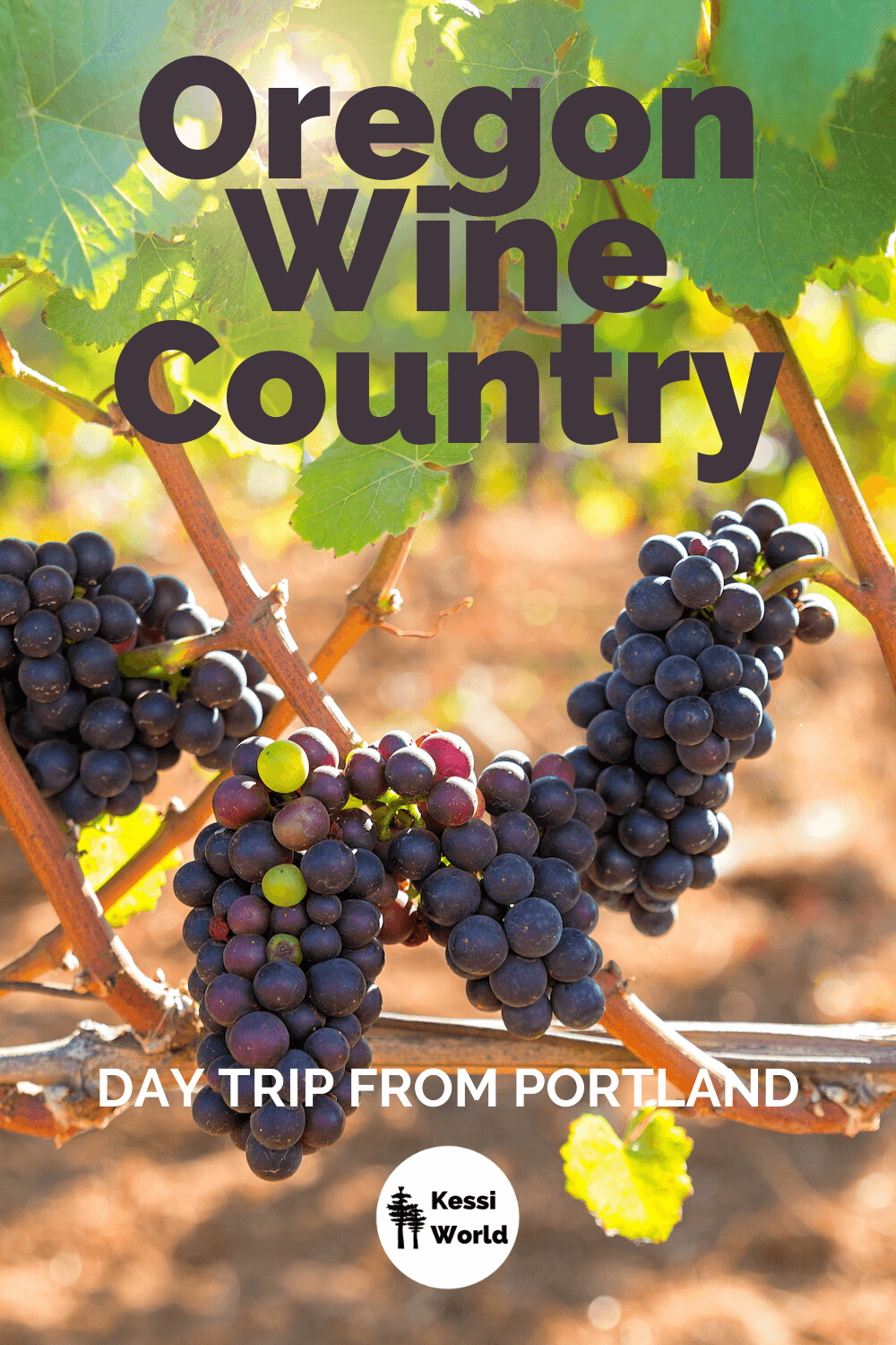 This Pinterest tile shows Oregon wine country's rows upon rows of vineyards with violet colored grapes. This scene shows the ripening grapes still attached to a brown colored vine while the sun shines through the leafy part of the plant. Oregon Wine Country makes a great day trip from Portland, Oregon