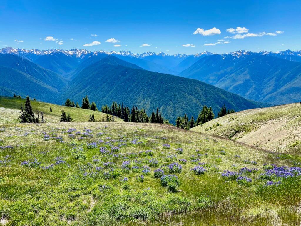 A mountain setting atop Hurricane Ridge in the Olympic National Park with rolling green grassy hills, small timberline fir trees and vast mountains in the background with the very tops still snow covered in this summer scene.