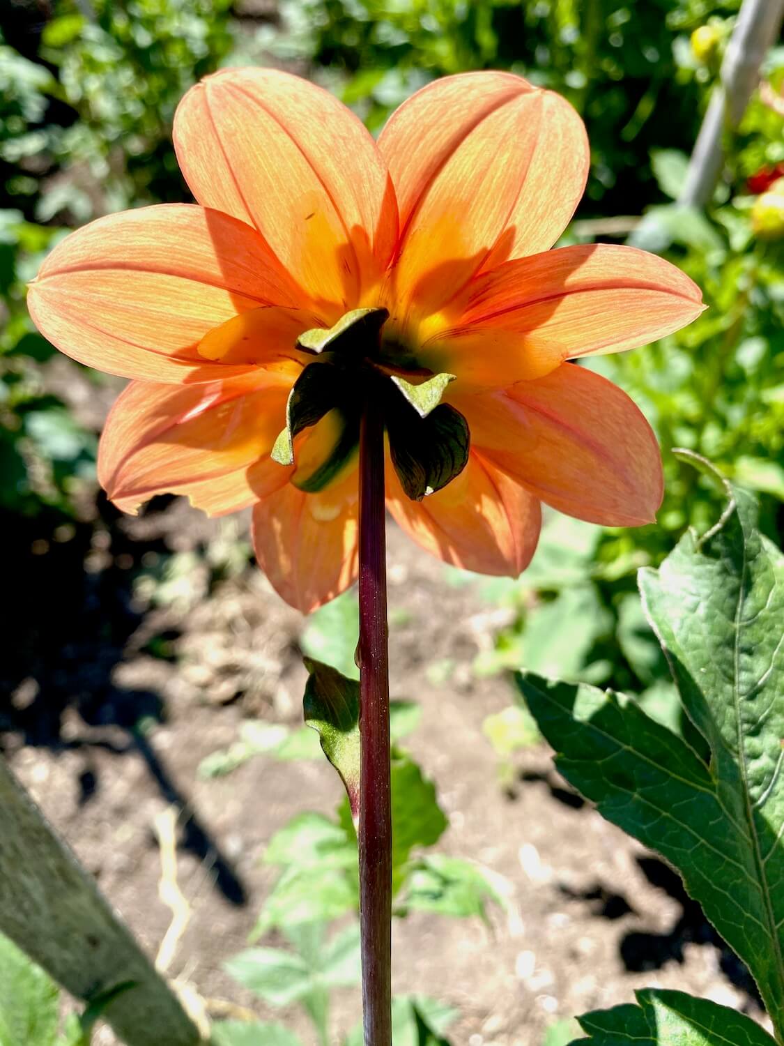 The back of an orange flower shows the ever thin petals that allow the sun to shine through. The stem is a reddish color and in the background is out of focus green leaves and brown dirt on the ground of the flower garden.