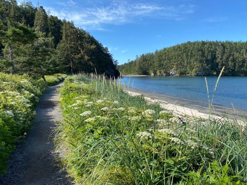 A beach scene on the coast of the Salish Sea with blooming flowers amongst a sandy beach and various flows of fir trees with a space in between of sandy beach.