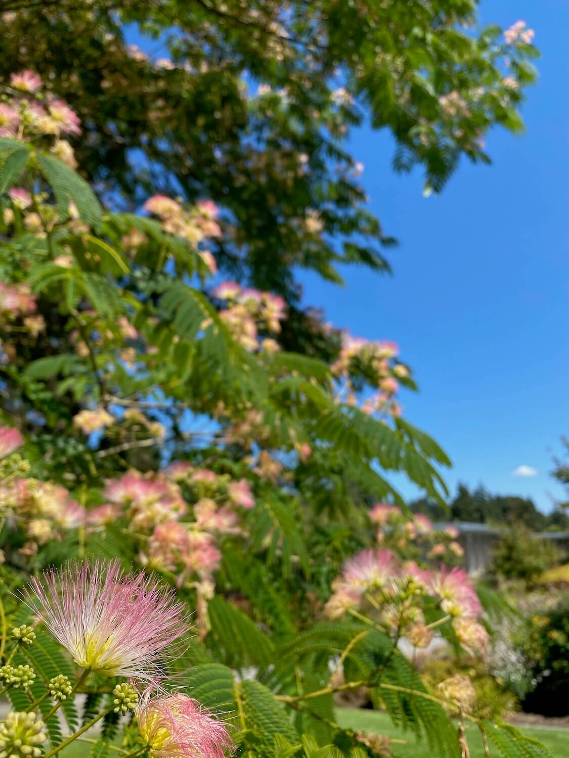 A delicate puff of pink with yellow center is up close and focused while the rest of the green tree branches fade into the bright blue sky.