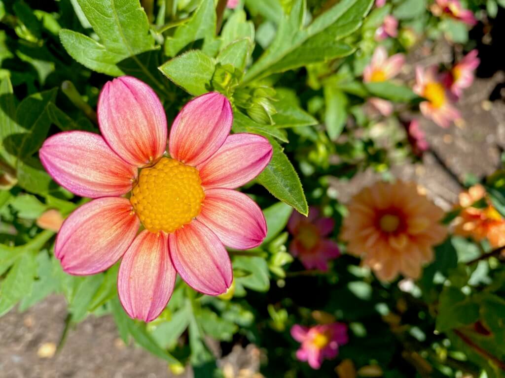 A bright pink and yellow flower blooms open in the sunshine in the Perennial border garden of Bellevue Botanical Garden. The leaves around the bright flower are a lush green while more flowers farther away are out of focus.