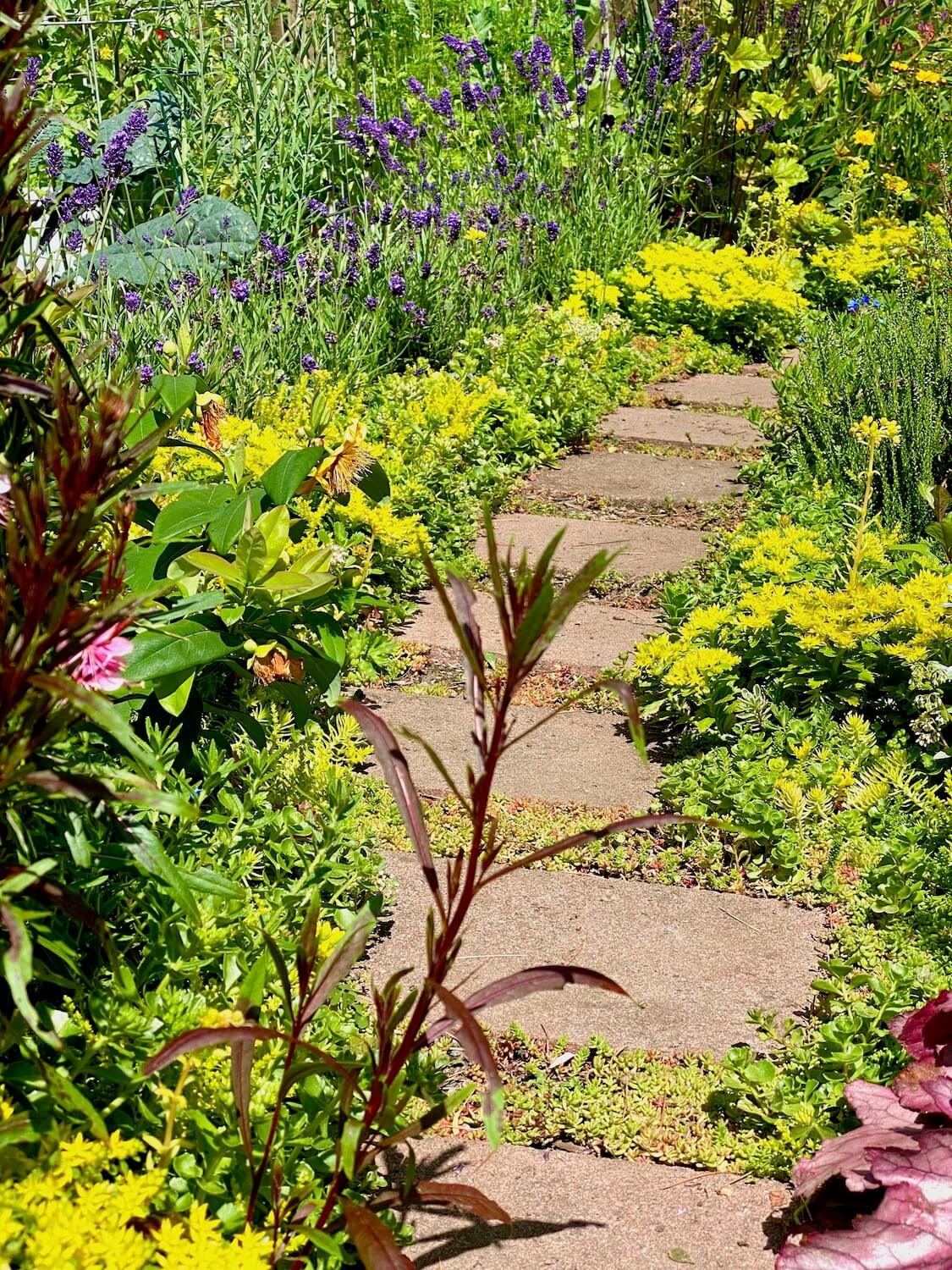 A whimsical path of slate stepping stones meanders though assorted colors of summer flowers in this small community botanical garden in Seattle.