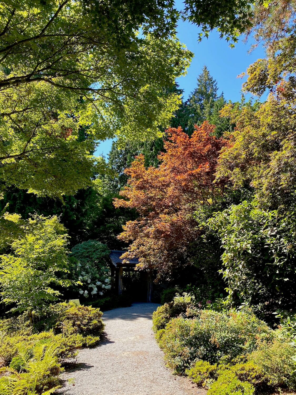 An array of trees with textures and colors come to life in the Japanese garden in Bellevue Botanical Gardens. A pea gravel path cuts through the center of the shot and leads to a bushy tree with bright red leaves while a patch of blue sky opens up at the top of the shot.