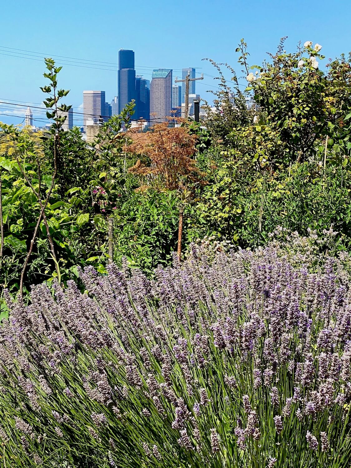 A large lavender plant shows up bright purple flowers while the tall buildings of the Seattle skyline rise up in the background. Botanic gardens like Bradner are an important part of Seattle's nature offerings.