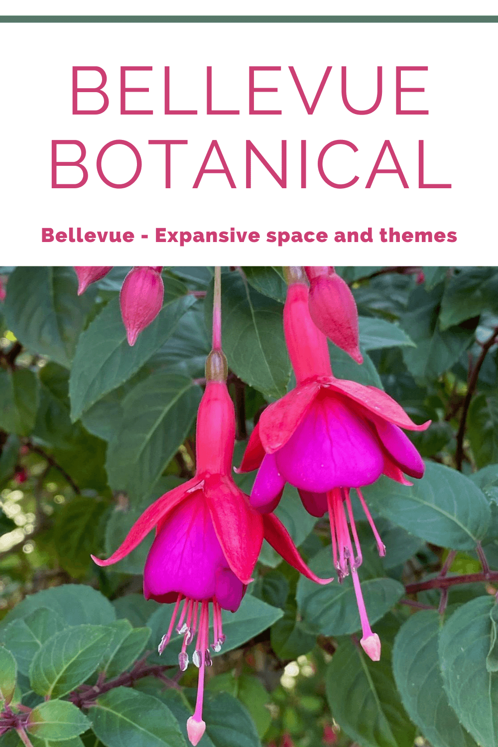 Bellevue Botanical Gardens are a delight for visitors seeking a Seattle area garden to explore. In this photo two bright pink fuchsia blooms swing from the magenta branches and dark green leaves that have lighter yellow veins showing.
