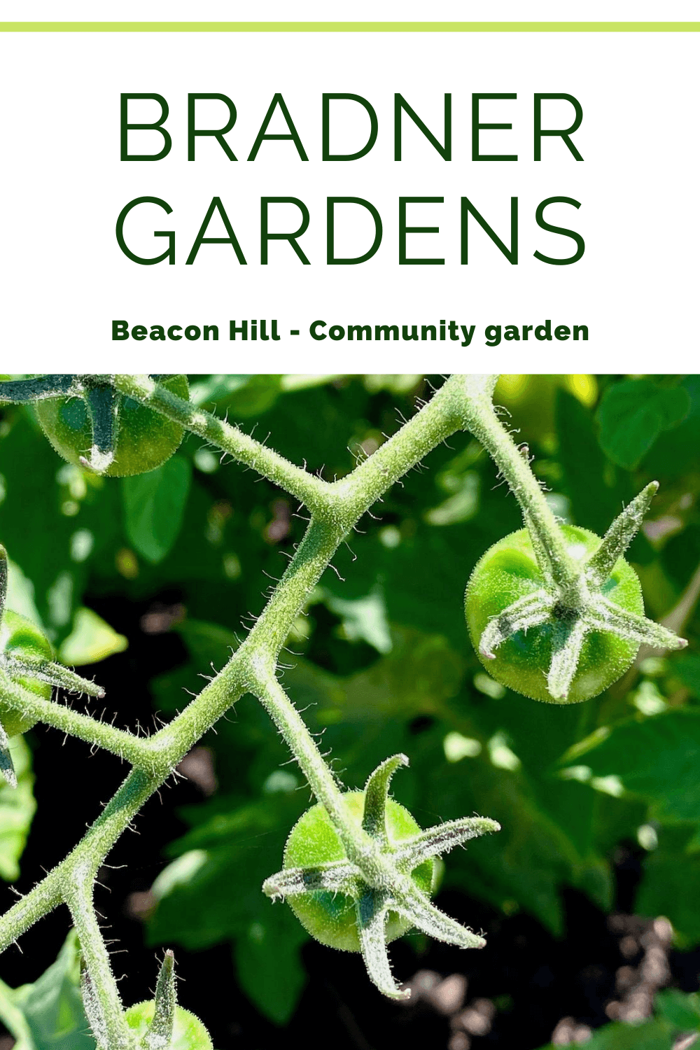 Bradner Gardens are a community space in Seattle with botanicals in all directions, including this branch of a tomato plant, with newly formed fruit, still bright green, clinging to the vines. The branch has tiny hairs and the rich black soil is out of focus below on the ground.