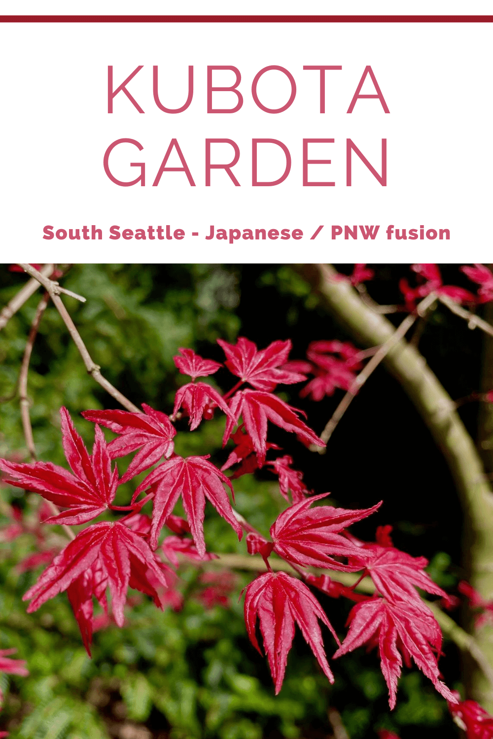 Kubota Garden in Seattle is a wonderful example of Japanese and Pacific Northwest fusion of plants, like this branch of maple tree just beginning new spring leaves that are fire bright red.