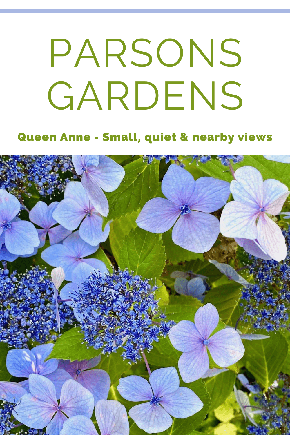 Parsons Gardens is one of the best botanical spaces on Queen Anne in Seattle, including these blue and purple hydrangea blooms that are in amongst lime green leaves and tighter pre-blooms.