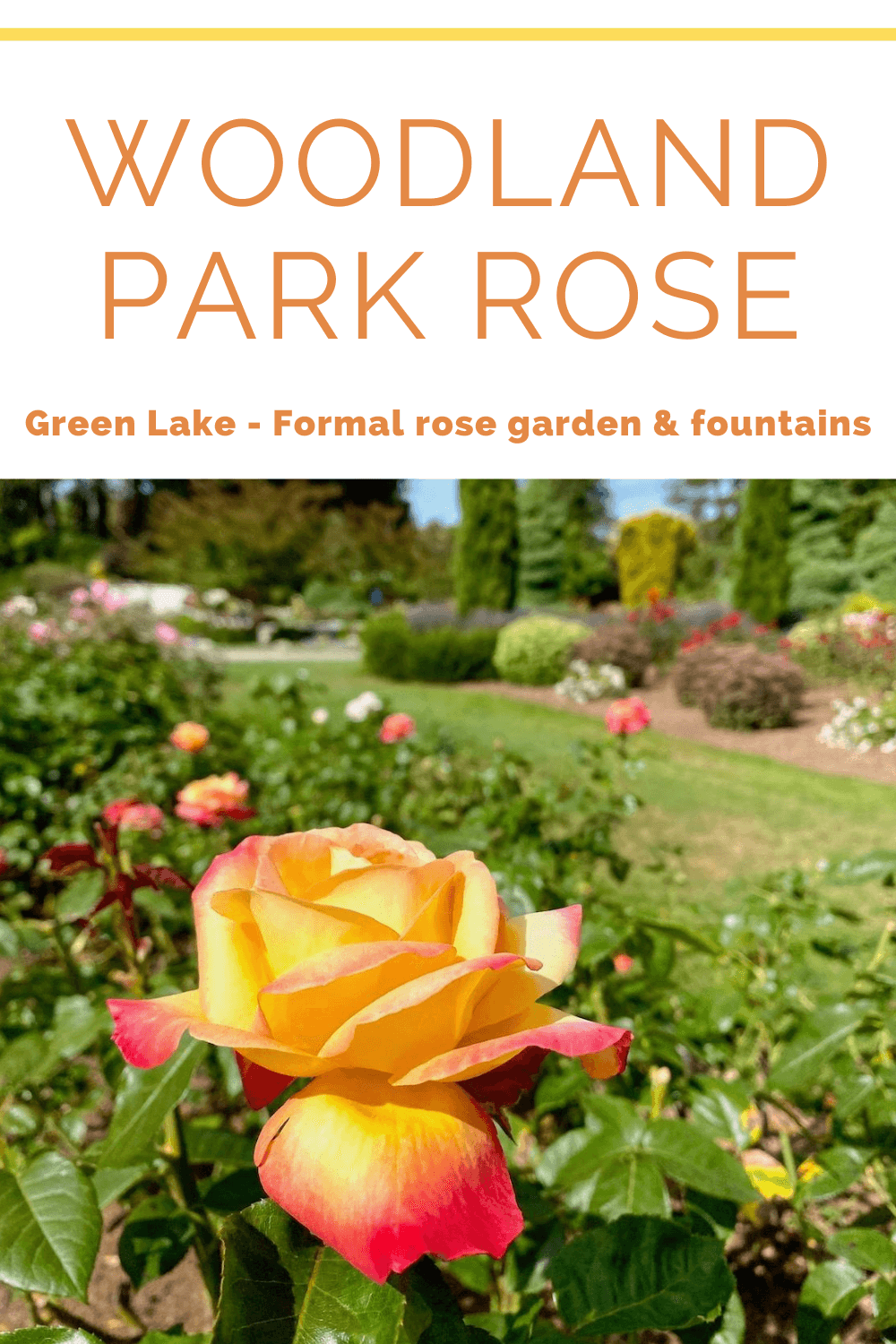 Woodland Park Rose Garden is a great Seattle garden to visit. In this photo a yellow rose with red edges seems to look up to the blue sky and sun on a bright day. The foliage in the background is out of focus, showing only sporadic pops of color and the textures of the shrubbery framing the garden.