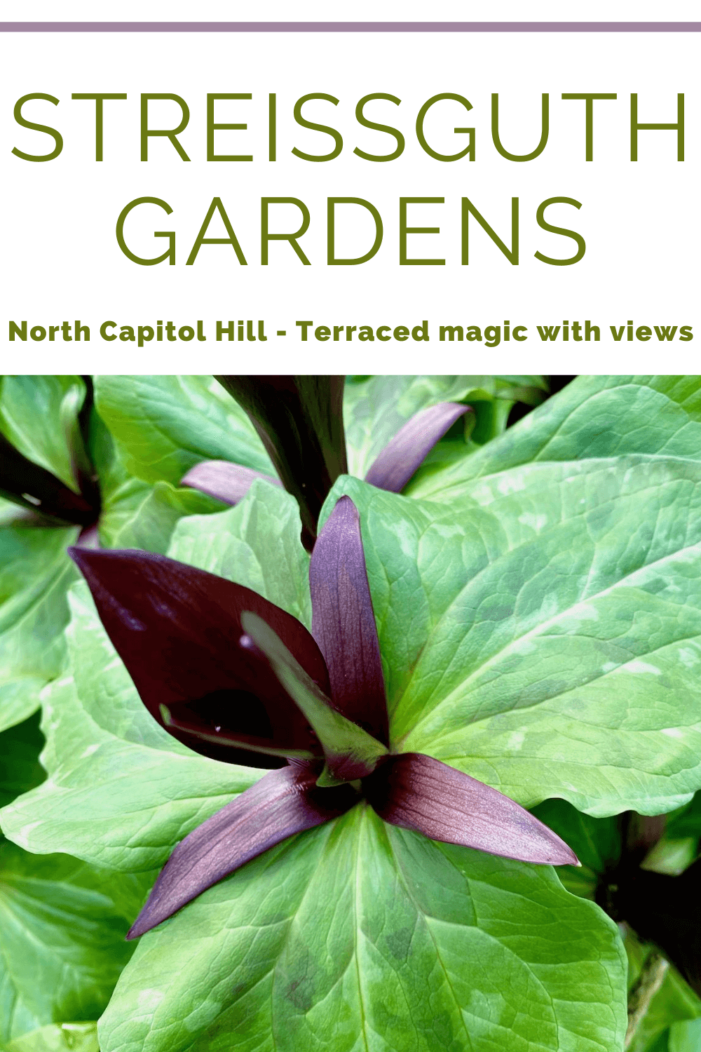 Streissguth Gardens offer year round wonders to Seattle park goers, including this beautiful trillium plant, with a rich purple blossom on top of variegated green leaves.