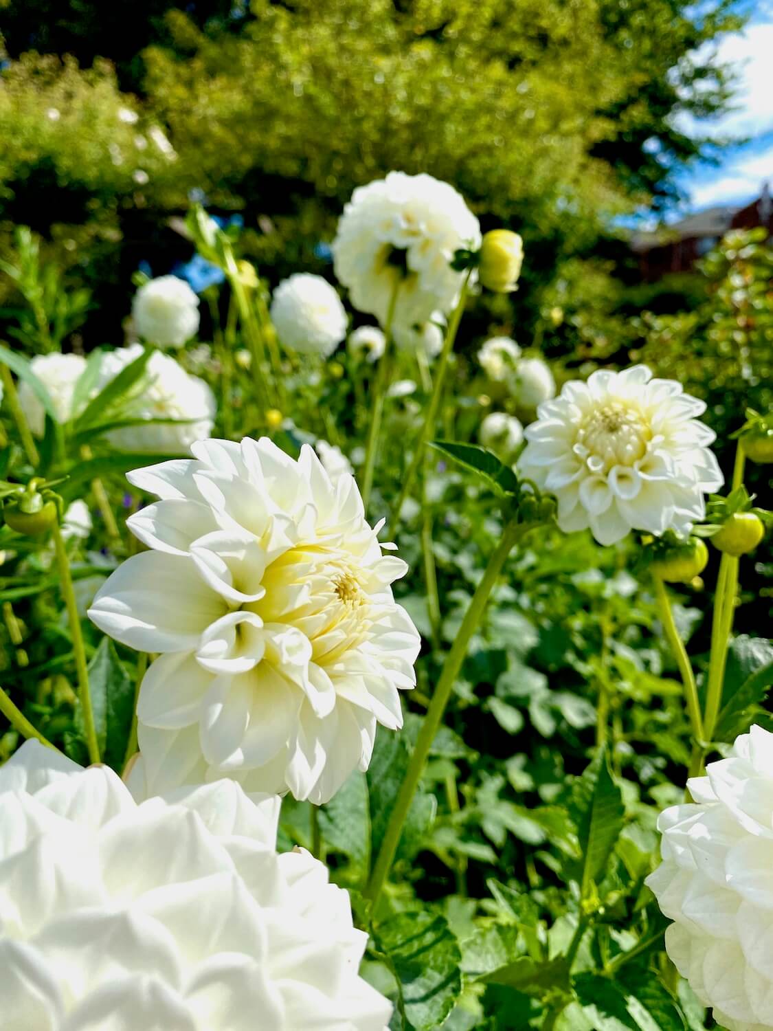 Fresh whiteness of Dahlia blooms in a park with trees and blue sky in the out of focus background. Several new blooms are tightly held together while an older flower is more relaxed in the foreground.