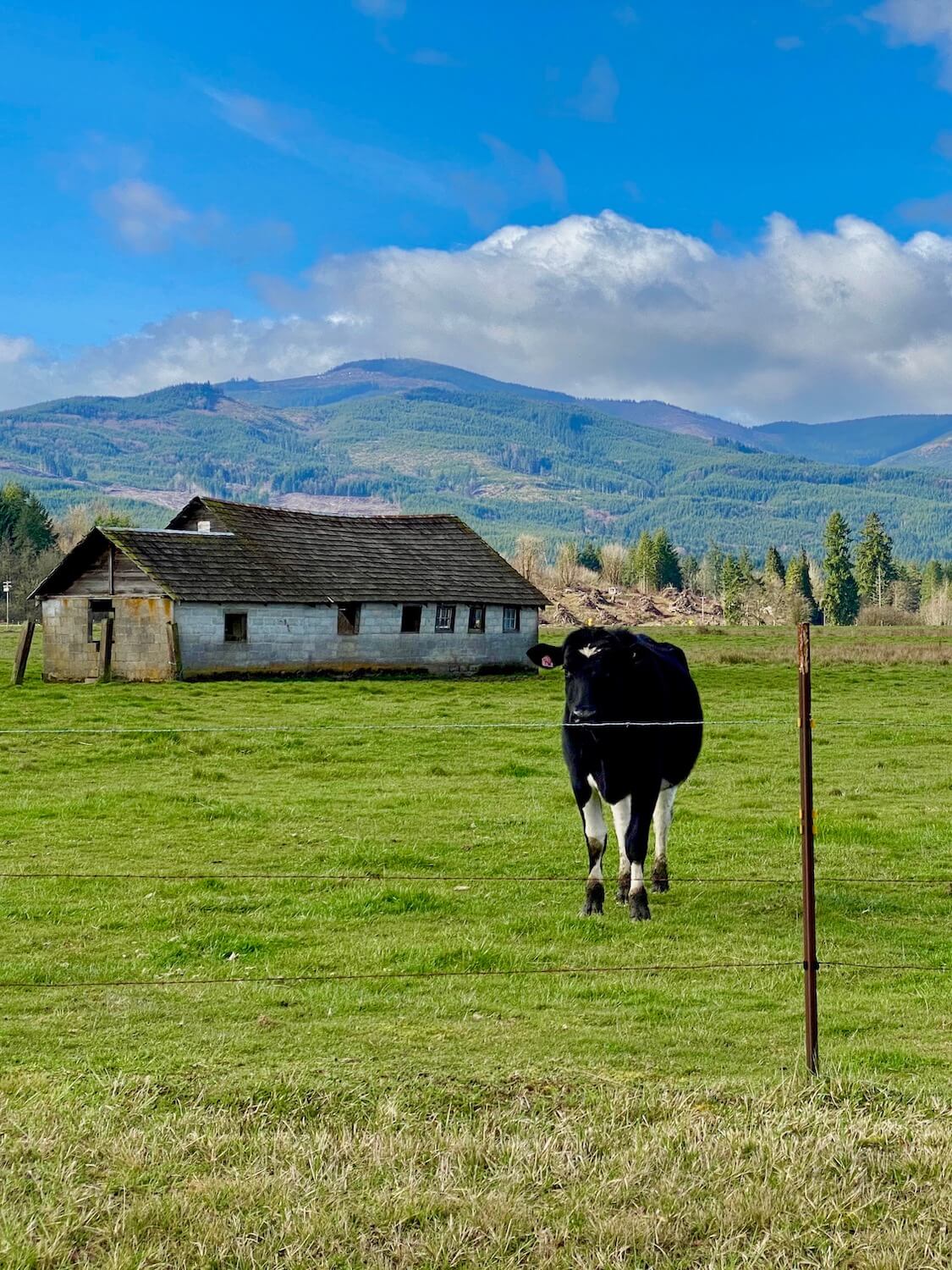 A holstein diary cow looks at the camera for this farm life shot. The cow is black with a white spot on the head and white legs. There is an abandoned pioneer house in the background surrounded by short green grass and rolling tree covered hills that frame in the blue sky on the horizon.