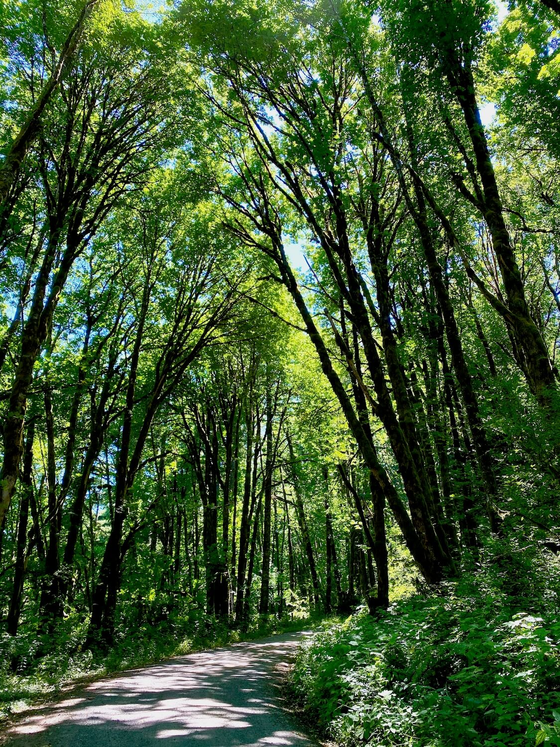 A gravel road winds through beautiful forest scenery, covered by a dense canopy of maple trees, with fresh green foliage.  Timber is everywhere on a Columbia Country day trip itinerary to Vernonia Scappoose and Sauvie Island. 