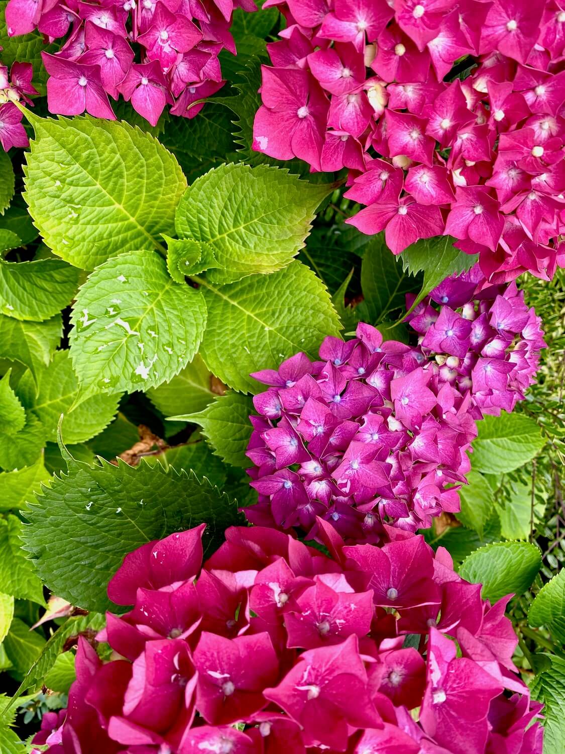 Beautiful hydrangea in bloom with bright purple blossoms in contrast to the lime green leaves with several droplets of water on them.