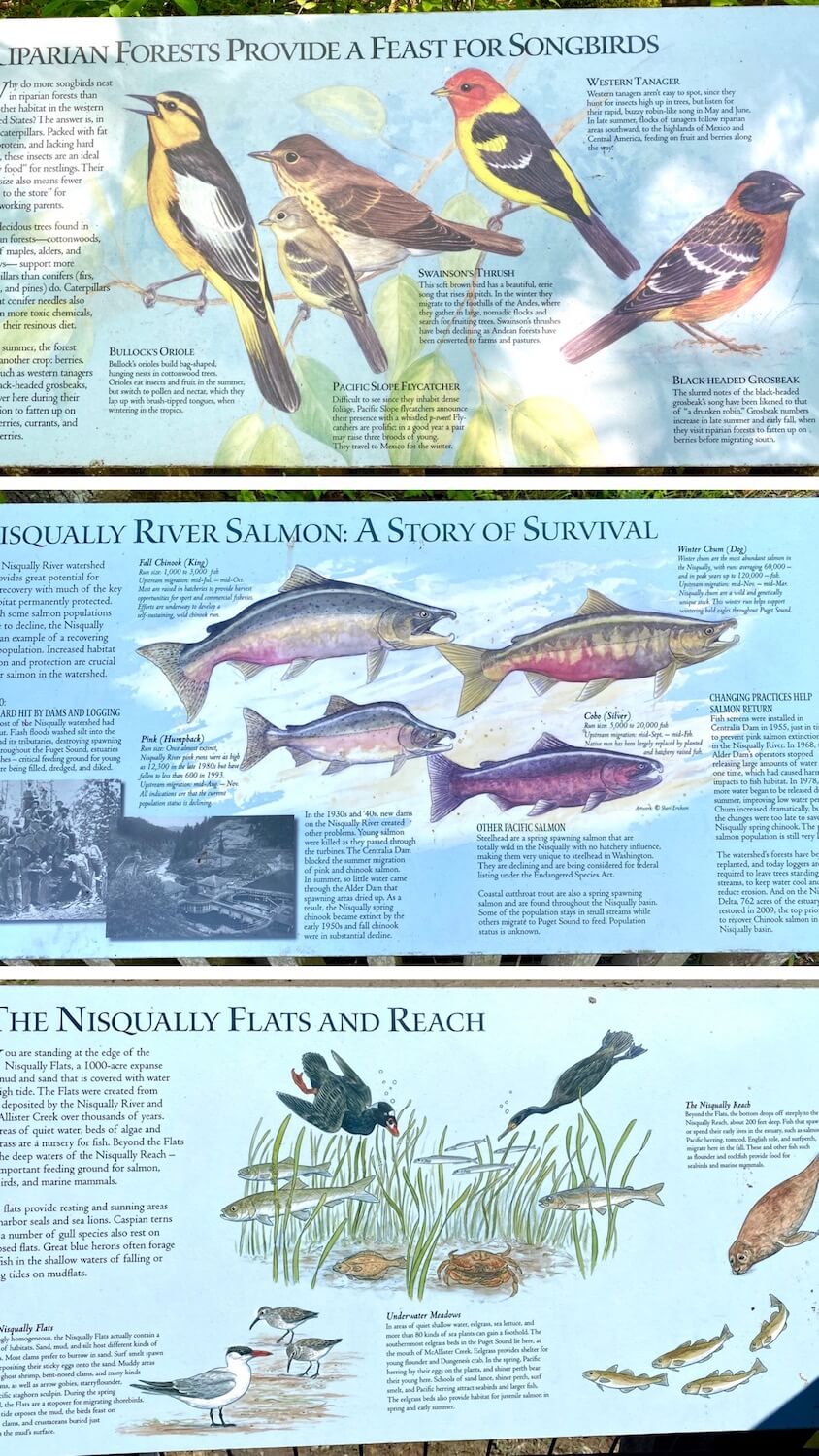 Three placards of information from an interpretive walk along the boardwalk trail at Nisqually Wildlife Refuge. The first plaque shows the varieties of birds in the area, including pictures of five different types. The second tiles outlines salmon breeds in the Nisqually River and the final tile is all the aquatic based animals.