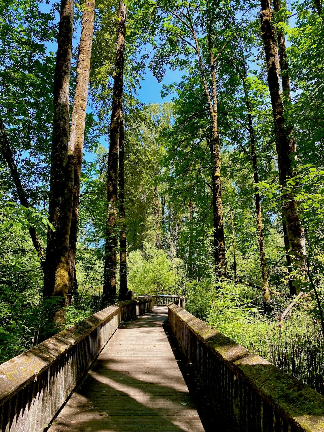 The boardwalk at Nisqually Wildlife Refuge winds through tall maple trees with blue sky peeking through the thick canopy of tree tops.