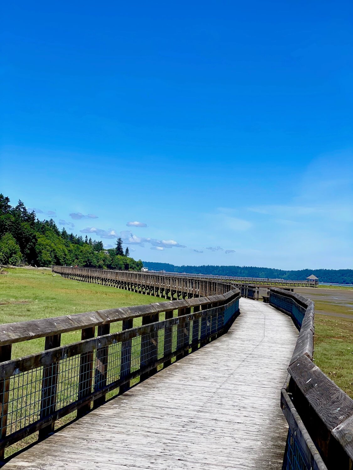 A winding boardwalk traverses the marsh land at Nisqually Wildlife Refuge. The tide is out and reveals large areas of green grasses and the gazebo way in the distance is very tiny compared the the wide blue sky.