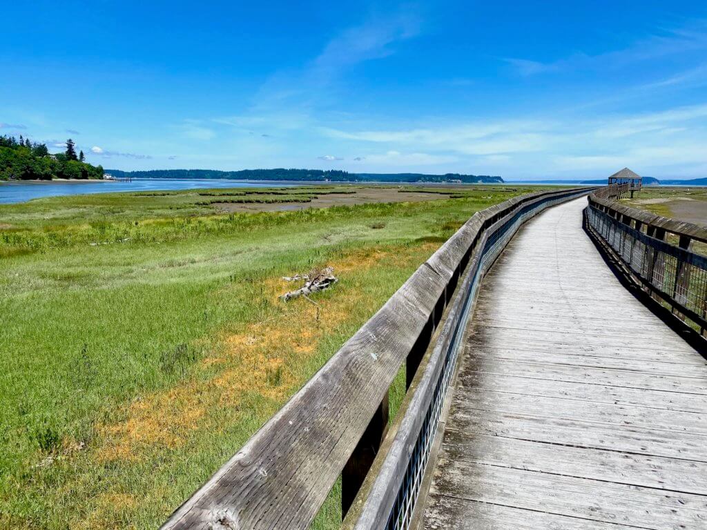 A winding boardwalk traverses the marsh land at Nisqually Wildlife Refuge. The tide is out and reveals large areas of green grasses and the gazebo way in the distance is very tiny compared the the wide blue sky.