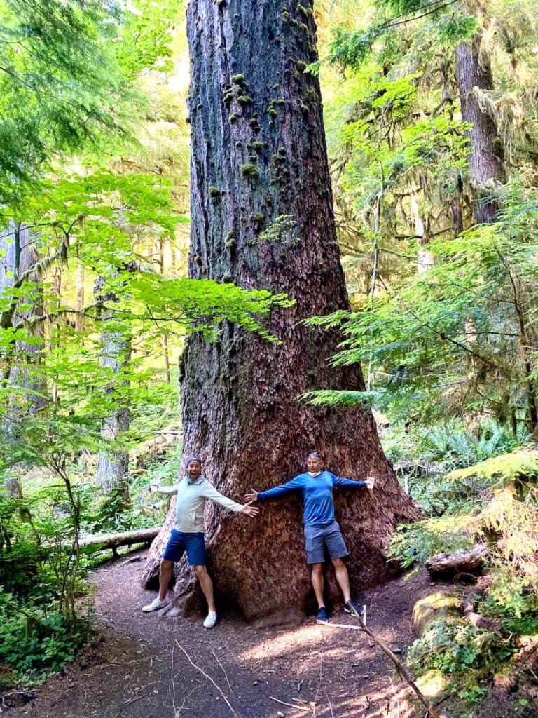 Two men stand arm to arm around a giant old growth Douglas fir tree in the forest surrounding Lake Crescent Lodge. The access to nature in the this part of the Olympic National Park is inspiring. The giant tree trunk is surrounded by lower level maple trees.