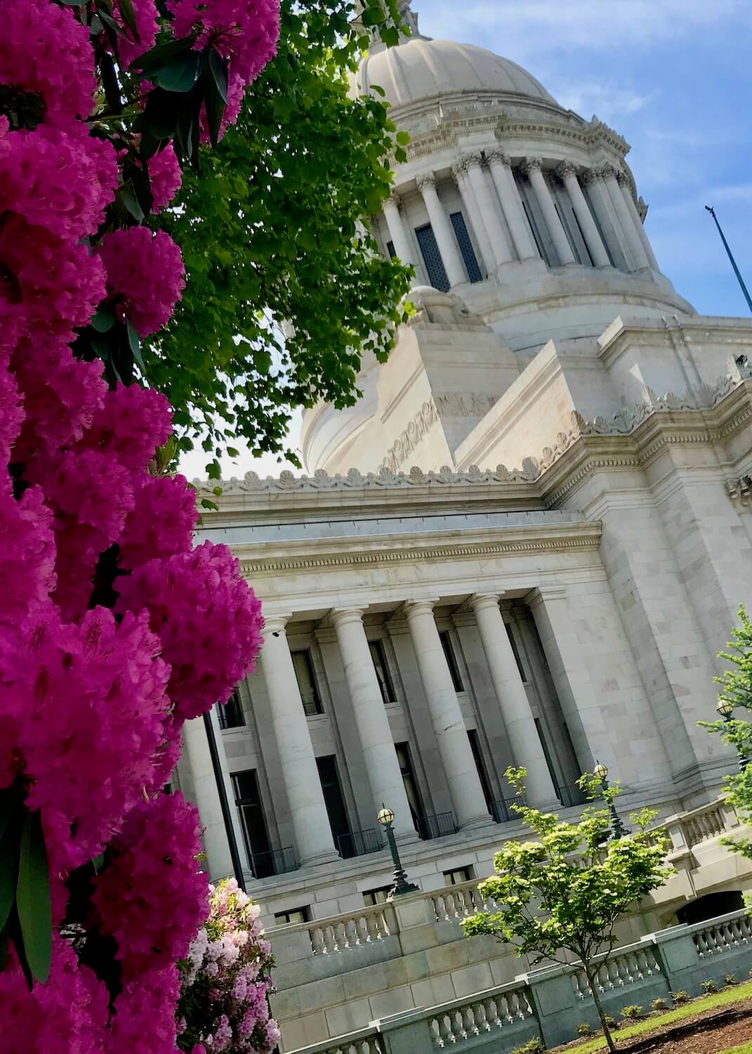 The Washington State Capitol building is commanding with large blocks of white rock fused together to create columns and done. In the foreground bright red rhododendron are at the height of blooming.